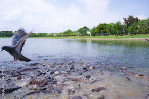 Many catfish in the swamp at a public park.
