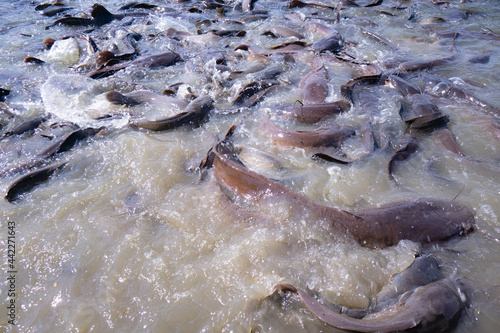 Many catfish in the swamp at a public park.