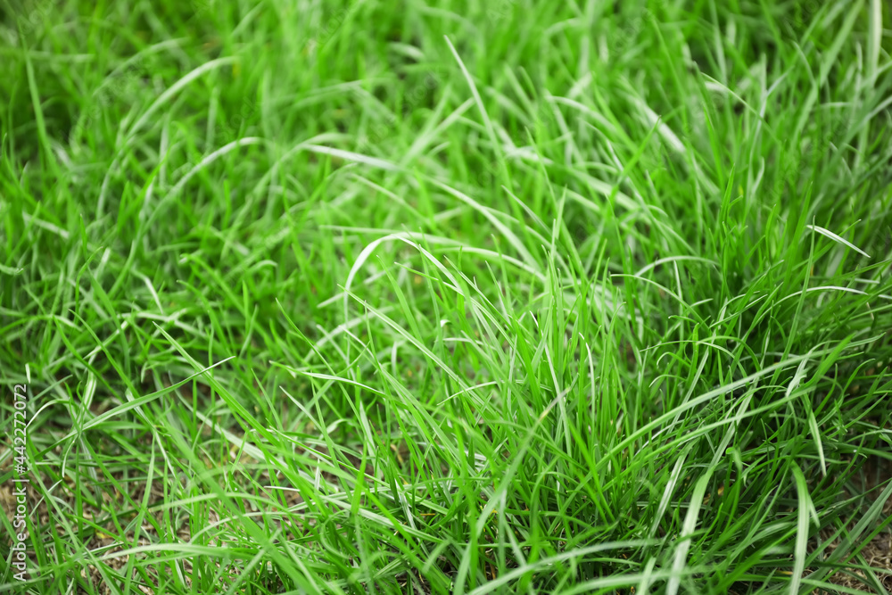 Fresh green grass on lawn Fresh green grass on lawn