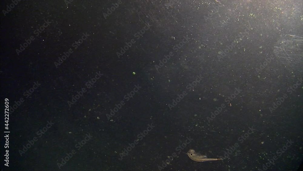 Tadpole shrimp and brine shrimp swim in slow motion. Tadpole shrimp and brine shrimp swim in slow motion.