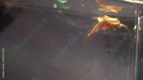 A tadpole shrimp swims in an aquarium. photo
