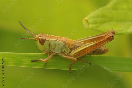Closeup on the meadow grasshopper , Pseudochorthippus parallelus in green vegetation