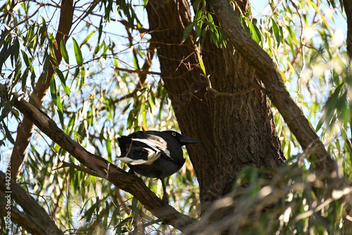 A pied currawong seeking shade in a eucalyptus tree photo