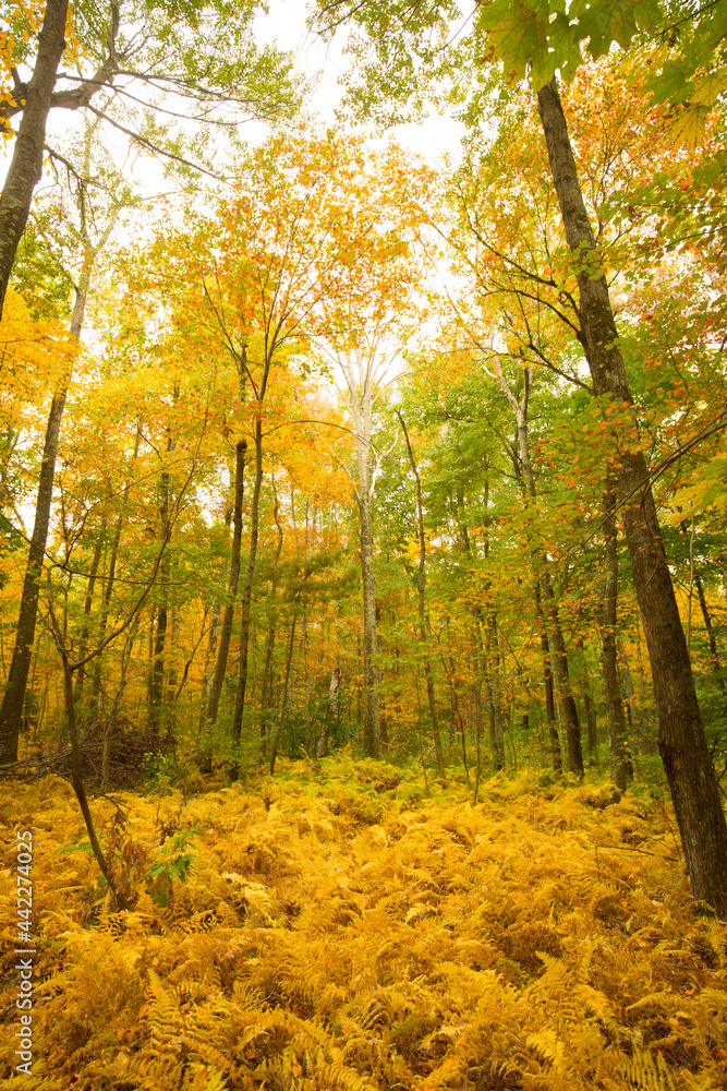 Golden colors of fall foliage at Bald Mountain in Connecticut. Golden colors of fall foliage at Bald Mountain in Connecticut.