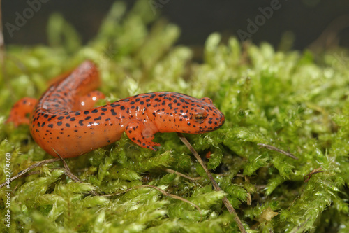 Closeup on the colorful Blue Ridge Red Salamander,  Pseudotriton ruber on green moss photo
