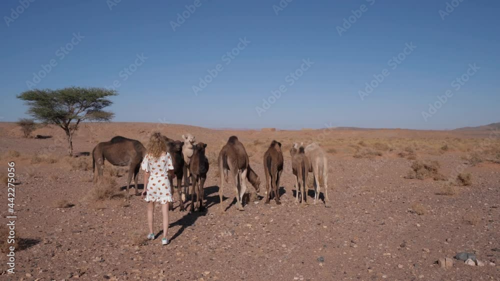 Female tourist approaching a herd of beautiful Camels in the Sahara Desert Female tourist approaching a herd of beautiful Camels in the Sahara Desert