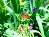 Small orange butterfly sitting on a flower