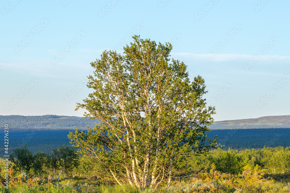 Obraz premium Birch tree in a wilderness view