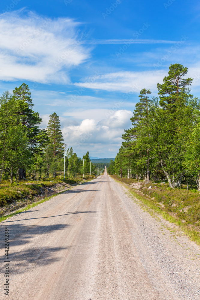 Long dirt road in a forest