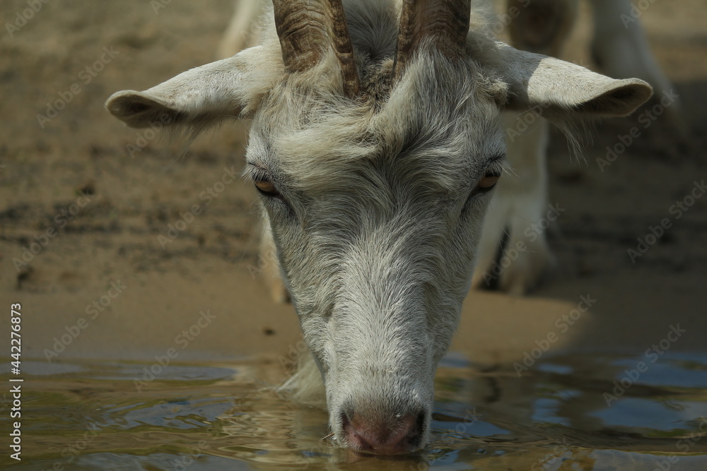 A white goat drinks water in a pond on a hot summer day. The muzzle of a horned white goat drinking from a pond close-up. Summer rural scene. A white goat drinks water in a pond on a hot summer day. The muzzle of a horned white goat drinking from a pond close-up. Summer rural scene.