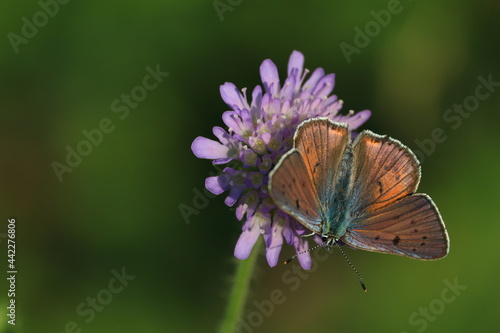 Butterfly flower. Lycaena alciphron, Purple-shot Copper. 
A copper-brown butterfly with spread wings sits on a purple flower. Space for text. Shiny butterfly close-up outdoors.