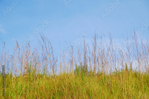 河川敷の茂った雑草と青空/The riverbed grass under the blue sky