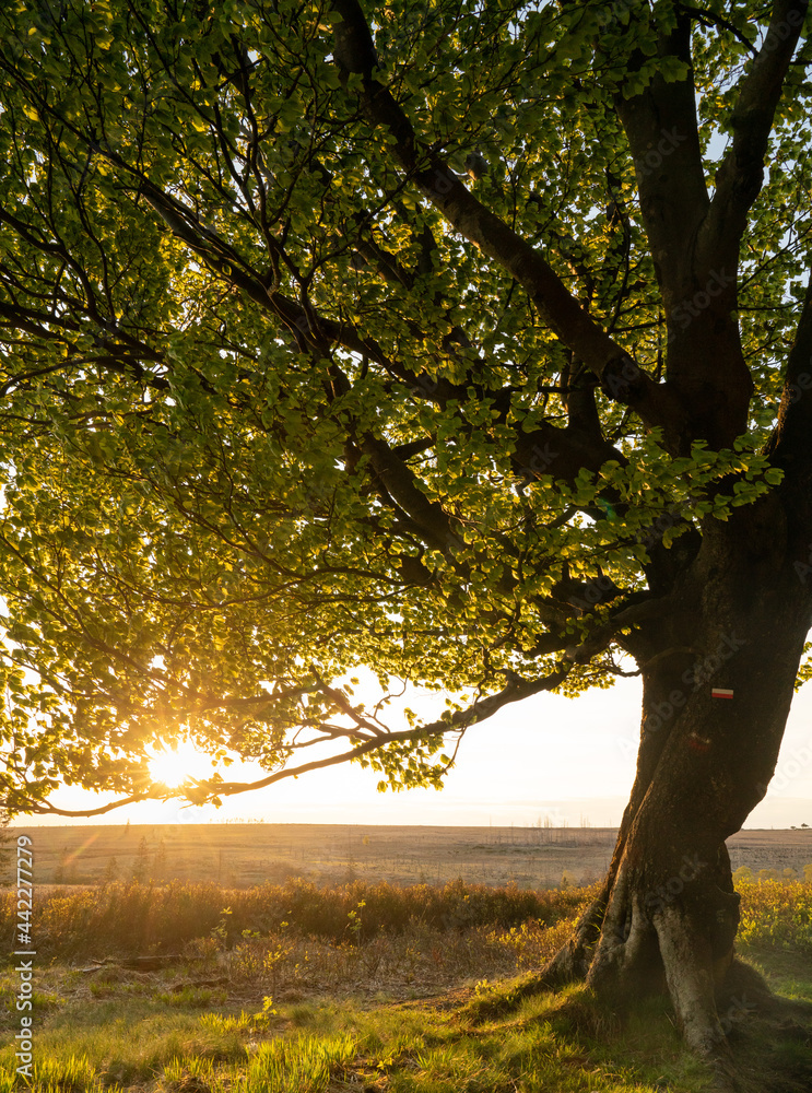 Fototapeta premium Oak tree in morning light near Waimes, Belgium