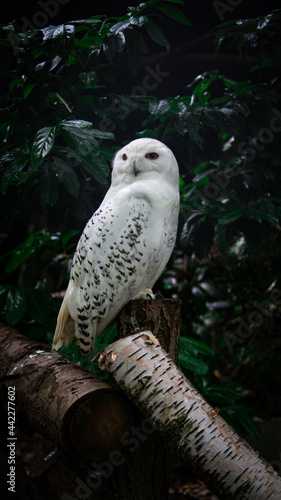 Snow Owl