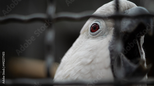 White Bird