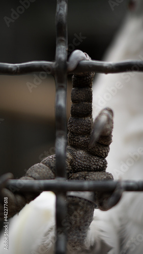 Bird Claw