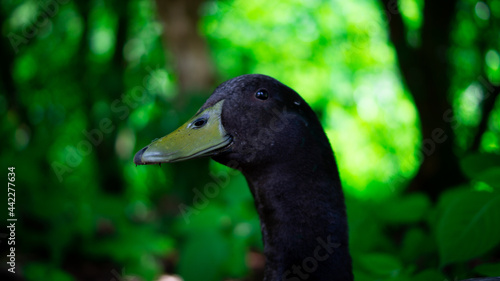 Duck