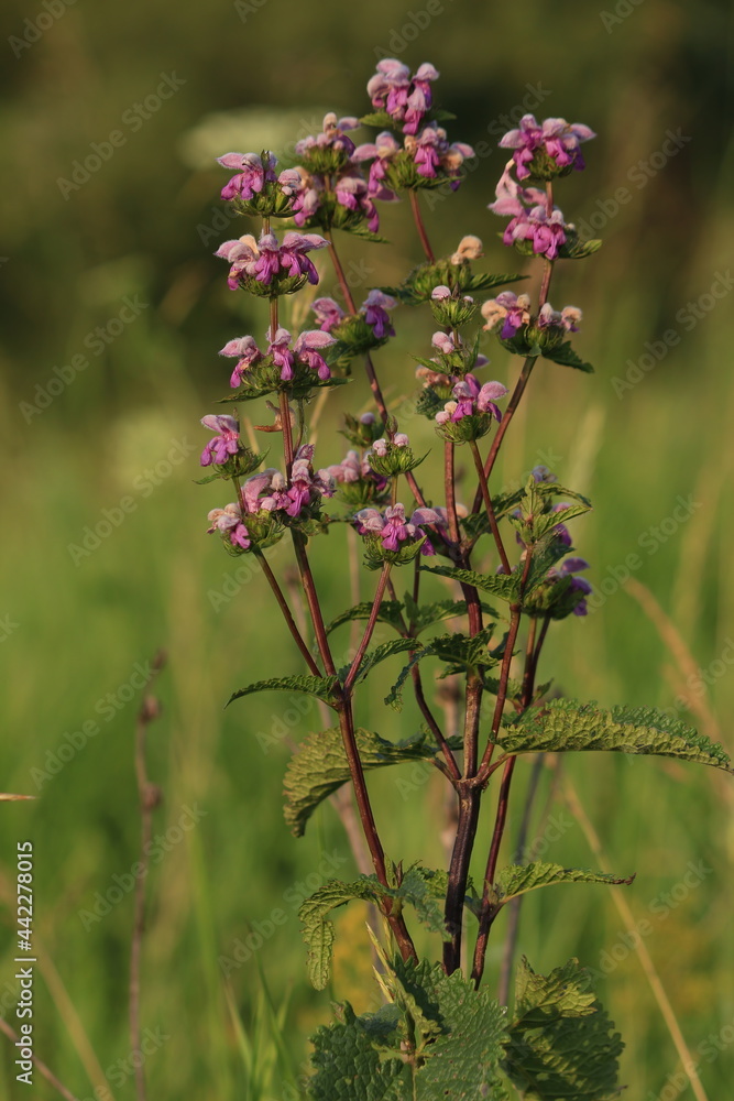 Fototapeta premium Phlomoides tuberosa, Tuberous Jerusalem sage. A Tuberous Jerusalem sage bush with pink flowers on a green meadow on a sunny summer evening. Vertical. Pink natural flower background. Wild pink flowers.