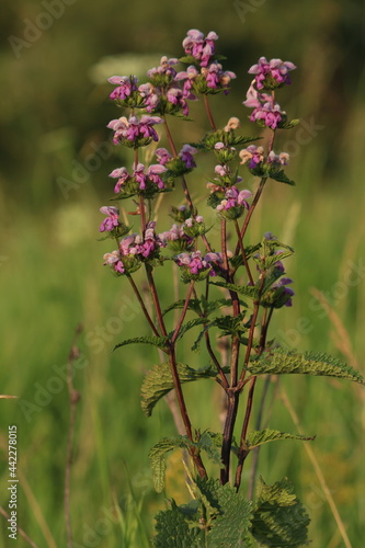 Phlomoides tuberosa, Tuberous Jerusalem sage. A Tuberous Jerusalem sage bush with pink flowers on a green meadow on a sunny summer evening. Vertical. Pink natural flower background. Wild pink flowers.