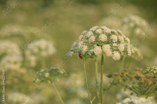 Seseli libanotis, Moon Carrot. Blooming white flowers on a green meadow on a summer sunny evening. White cap of a flower of an umbrella plant in a meadow in the light of the setting sun. 