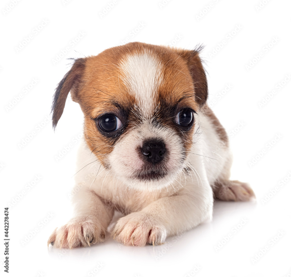 Obraz premium chihuahua in studio