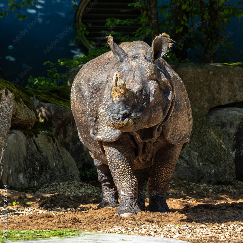 Fototapeta premium The Indian Rhinoceros, Rhinoceros unicornis aka Greater One-horned Rhinoceros