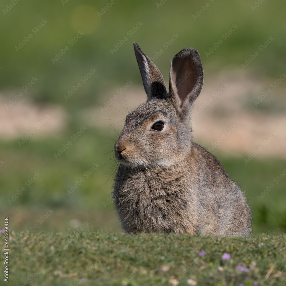 Fototapeta premium European rabbit, Common rabbit, Oryctolagus cuniculus sitting on a meadow at Munich