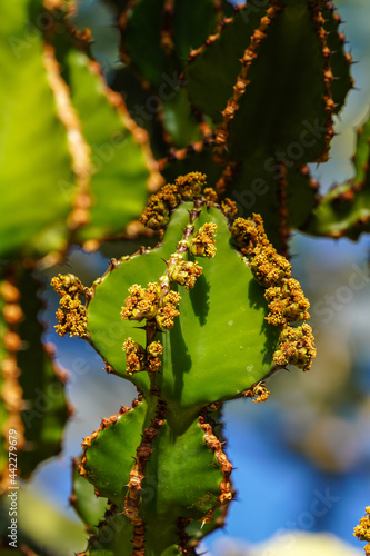 Close view of Transvaal candelabra tree  or bushveld candelabra euphorbia