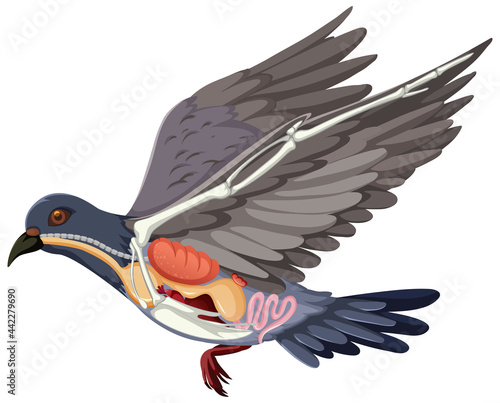 Anatomy of pigeon bird isolated on white background