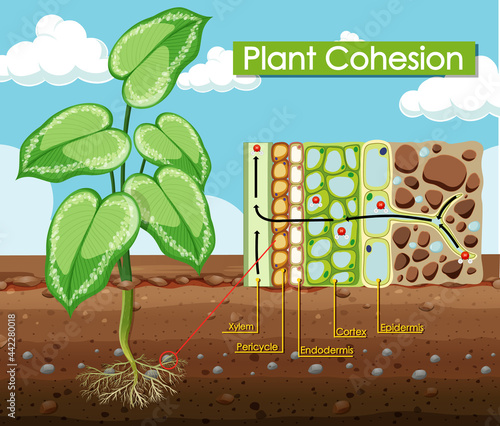 Diagram showing Plant Cohesion