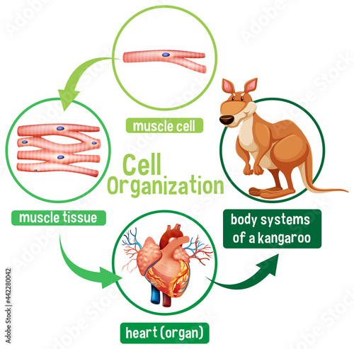 Diagram showing cell organization in a kangaroo