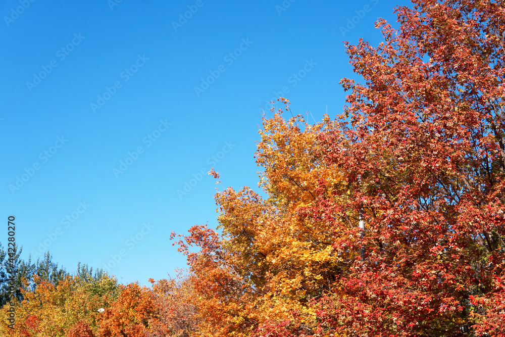 Fototapeta premium Beautiful red leaves in autumn in northern China