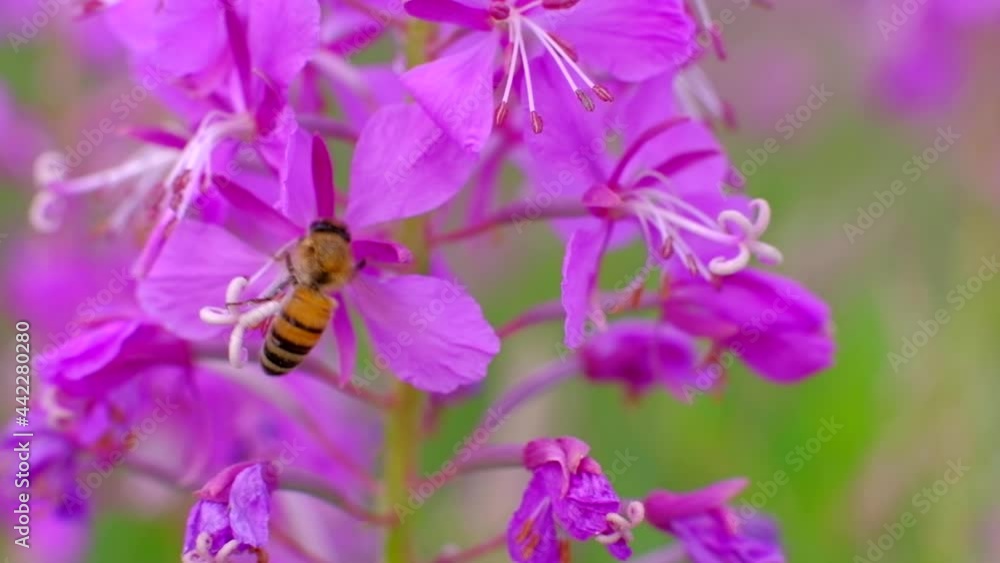 Close up - Bee collects nectar from pink flowers. Macro footage. Concept of insect. Slowmotion. Close up - Bee collects nectar from pink flowers. Macro footage. Concept of insect. Slowmotion.