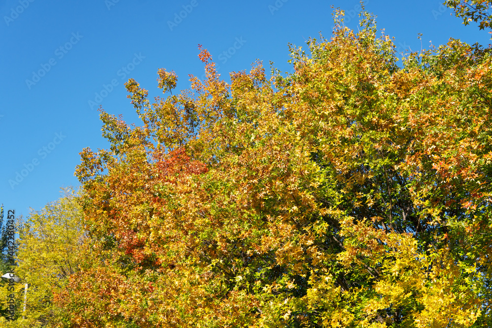 Yellow leaves under the blue sky in autumn Yellow leaves under the blue sky in autumn