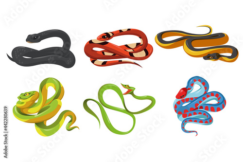 Black mamba Dendroaspis polylepis, milk snake, yellow spine bellied Pelamis platura, Trimeresurus Salazar, Ahaetulla prasinus, San Francisco garter Thamnophis sirtalis tetrataenia Cartoon vector set