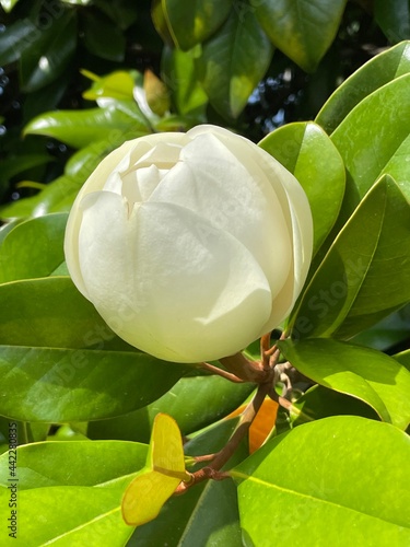dragonfly on a leaf Magnolia flower