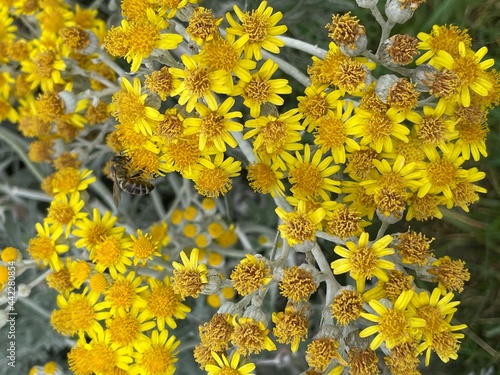 yellow flowers in the garden