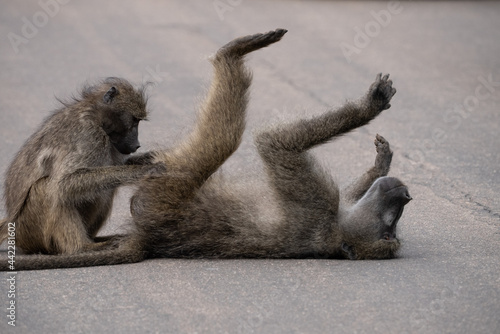 A baboon on its back with legs and arms held up in the air while another baboon looks for fleas in his fur.