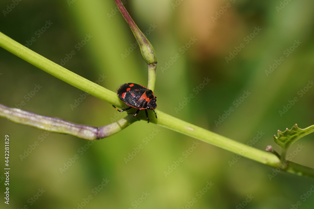 Close up red Cabbage bug, brassica shieldbug (Eurydema oleracea), family Pentatomidae on slender seed capsules of garlic mustard (Alliaria petiolata). Dutch garden. June, Netherlands Close up red Cabbage bug, brassica shieldbug (Eurydema oleracea), family Pentatomidae on slender seed capsules of garlic mustard (Alliaria petiolata). Dutch garden. June, Netherlands