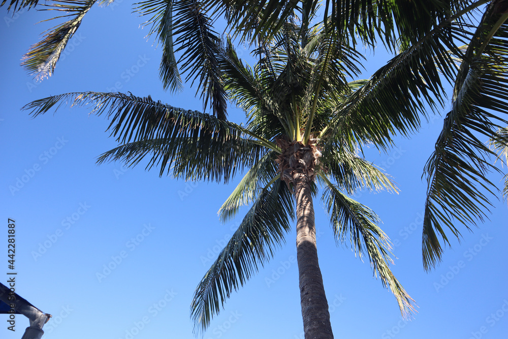 coconut palm tree coconut palm tree