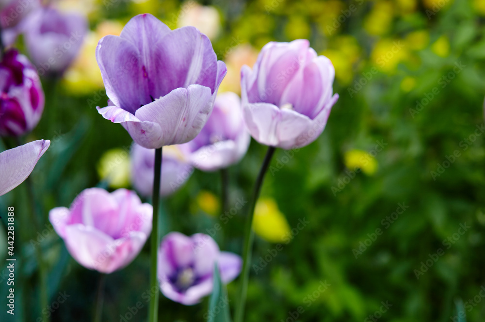 Beautiful tulip flowers blooming in a garden. Beauty tulip plant in the spring garden in rays of sunlight in nature. Blur background with bokeh image, selective focus