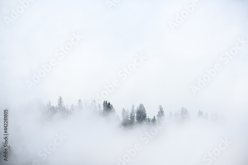 mistic scenery in an alpine forest in the bernese alps