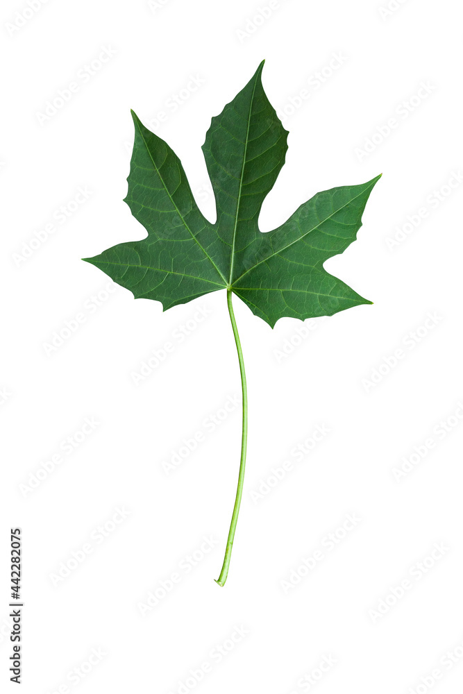 Fototapeta premium Green leaf isolated on white background