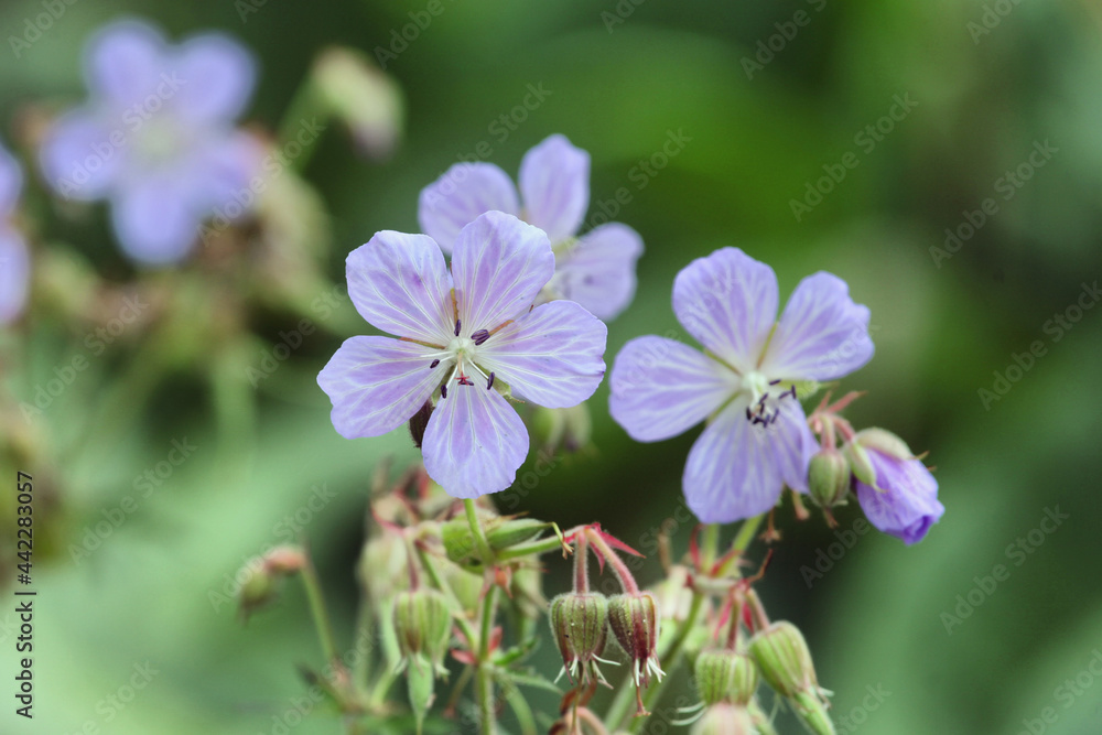 Geranium pratense 'Mrs kKendall Clark' in flower