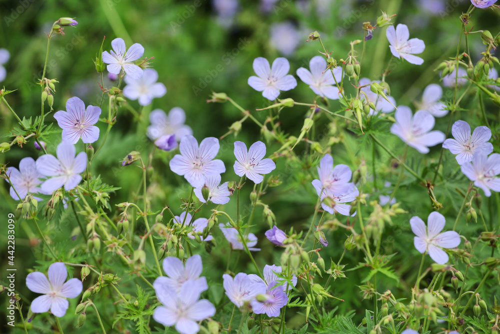 Geranium pratense 'Mrs kKendall Clark' in flower Geranium pratense 'Mrs kKendall Clark' in flower