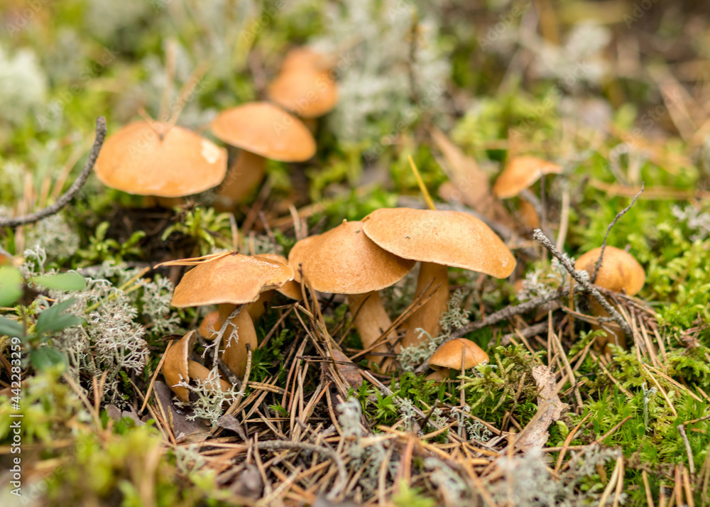 natural forest background, wild mushroom in the forest, traditional forest background with grass, moss, lichens and dry branches, autumn forest texture natural forest background, wild mushroom in the forest, traditional forest background with grass, moss, lichens and dry branches, autumn forest texture