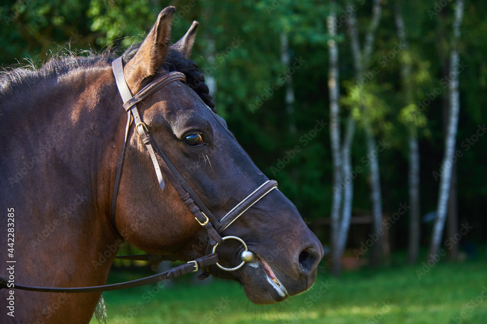 Portrait of a horse in a bridle on a sunny summer day. Portrait of a horse in a bridle on a sunny summer day.