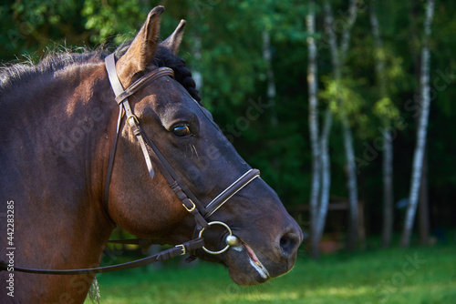 Portrait of a horse in a bridle on a sunny summer day.