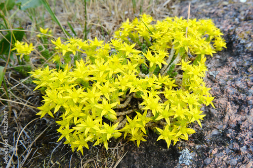 Фотография Yellow saxifrage grows on a stone close up