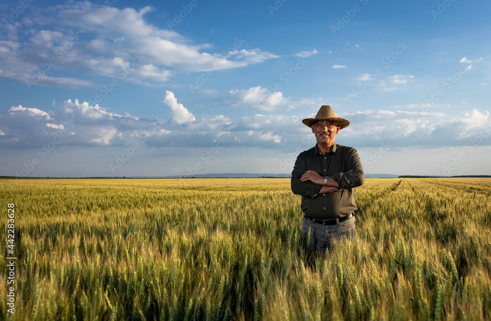 Senior farmer in wheat field examining crop at sunset. Senior farmer in wheat field examining crop at sunset.